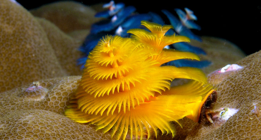 Christmas tree worm