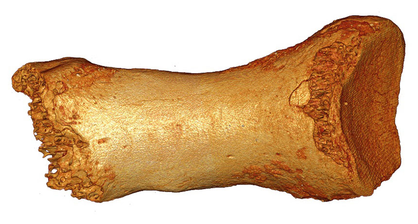 neanderthal bone