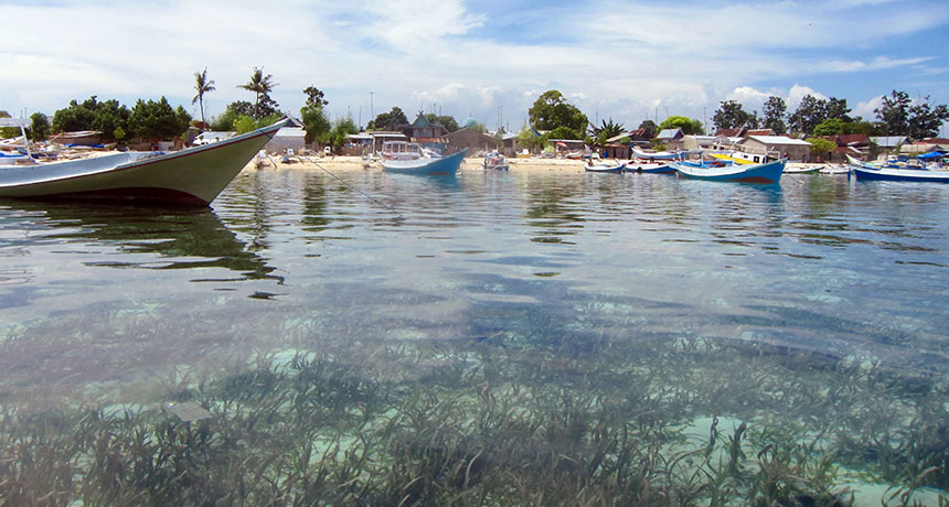 Healthy Seagrass Forms Underwater Meadows That Harbor Diverse Marine Life