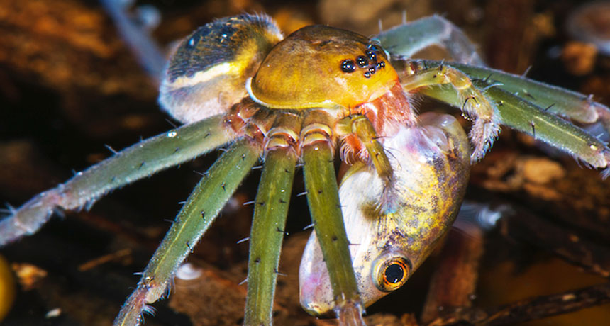 022719_JR_spiders-vertebrates_feat.jpg