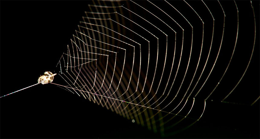 Spiders of New York City — Jeff Carpenter