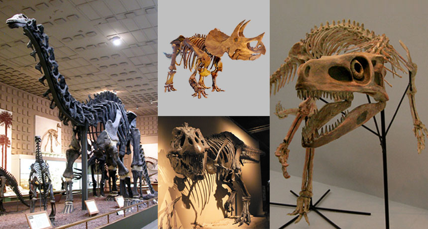 The Stegosaurus Was An Ancient Relic To The T. Rex, Nature and Wildlife