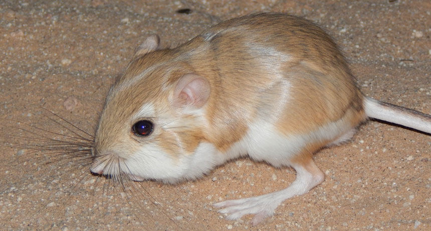 032919_MD_kangaroo-rat_feat.jpg