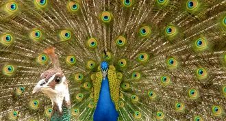 peacock twerk