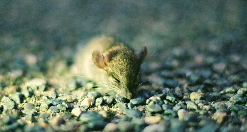 sleeping mouse