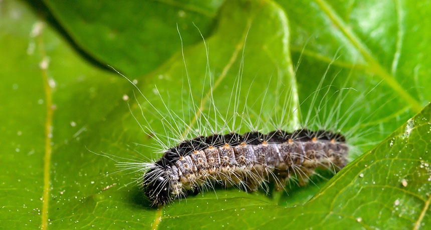 050818_SM_caterpillar_feat.jpg