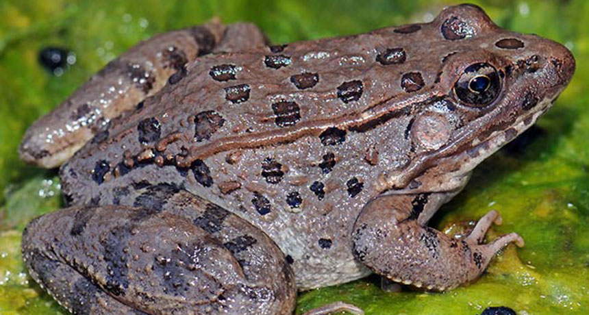 Leopard frog