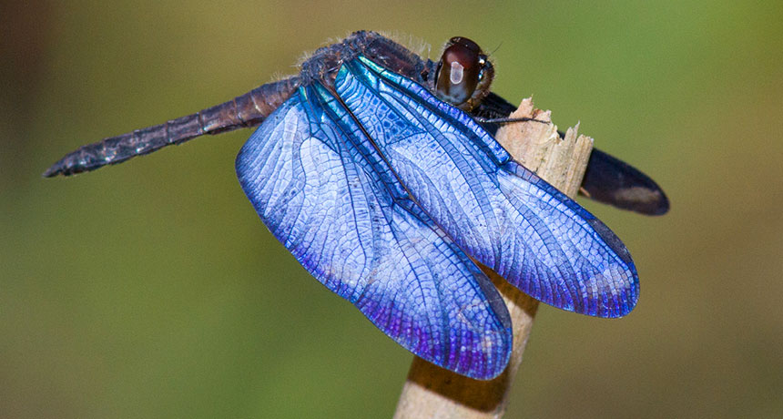061517_SM_blue-dragonfly_main.jpg