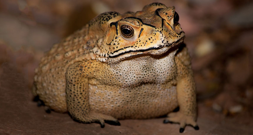 061818_SZ_toads-wild-things_feat.jpg