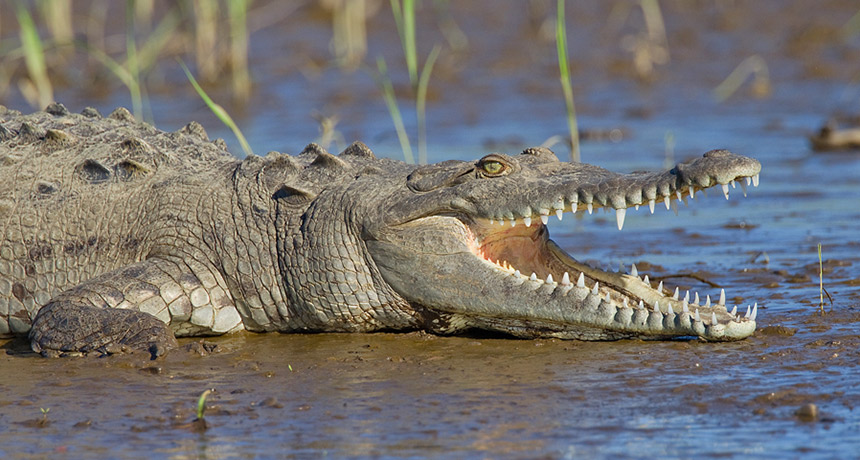 Are Crocodiles Omnivores