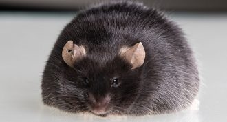 062619_ls_obese-mouse_feat.jpg