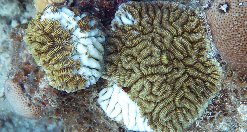 062819_CM_coral-disease_feat.jpg