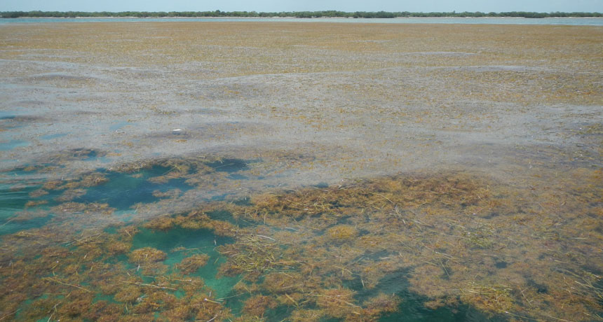 070319_CG_sargassum_feat.jpg