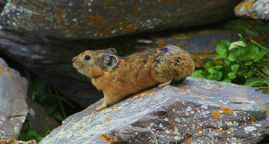 pika