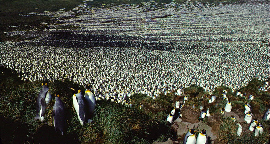 What's the Difference Between an Emperor Penguin and a King Penguin? -  American Oceans