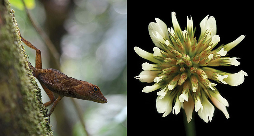 clover lizard