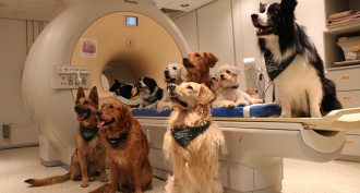 Dog MRI