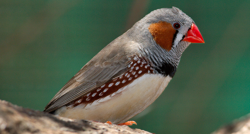 zebra finch