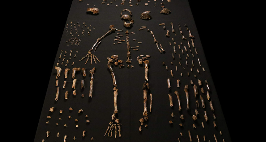 Homo naledi