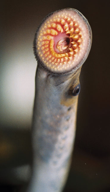 102817_vampire_inline_lamprey_ALT.jpg