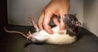 ticklish rat