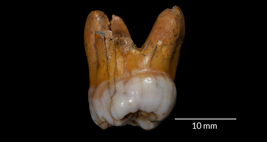 ancient molar