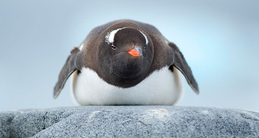 Why some penguin feathers never freeze