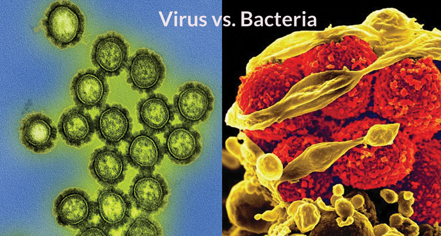 virus vs bacteria