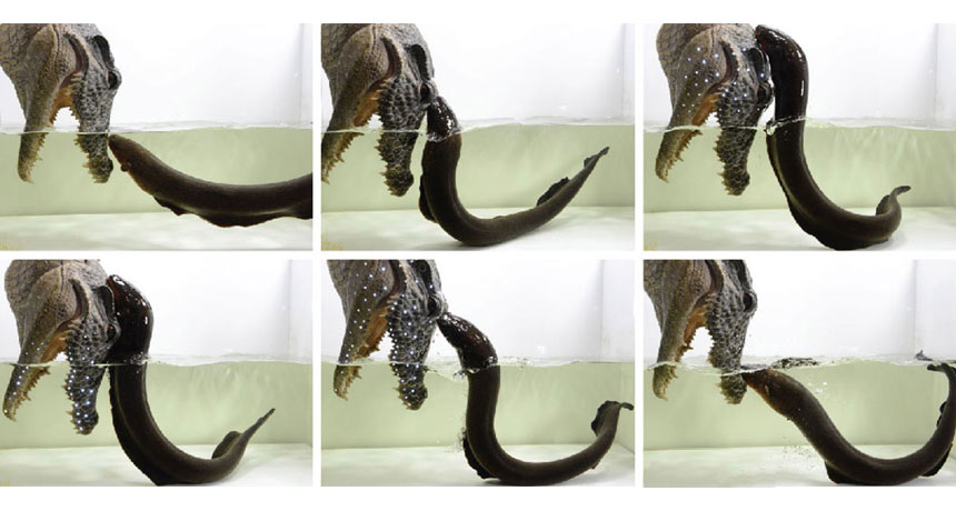 Leapin’ Eels Video Shows They Attack With Zaps