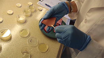 a photo showing bologna and petri dishes being swabbed before 