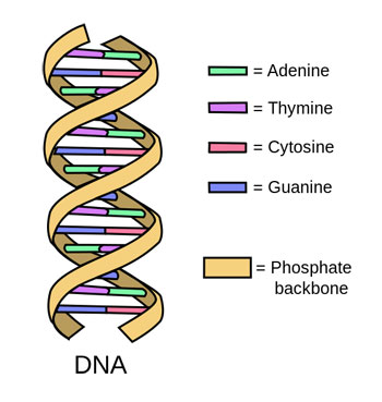 ___ are made up of dna