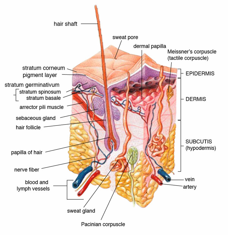 a diagram showing a cross-section of skin and various components of the skin and subdermis
