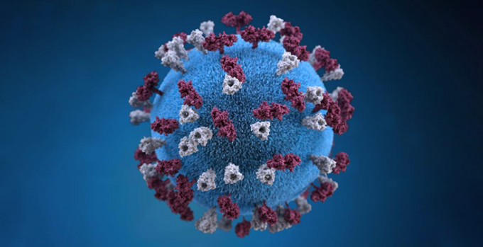 an illustration of a measles virus