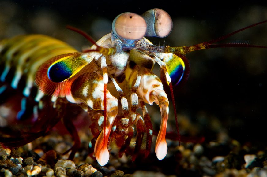 strongest animal in the world shrimp
