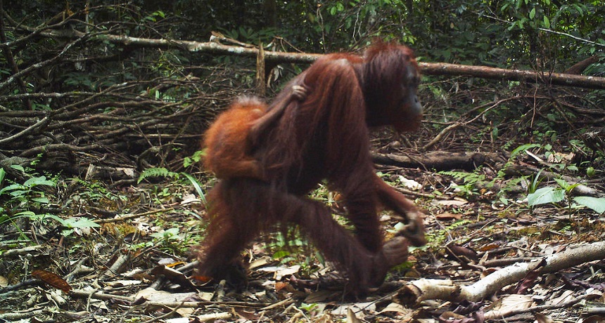 orangutan