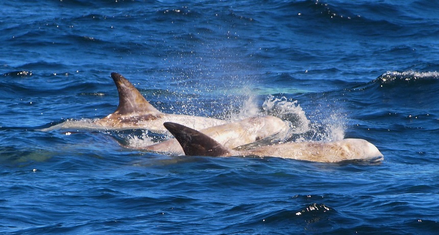 Risso's dolphins