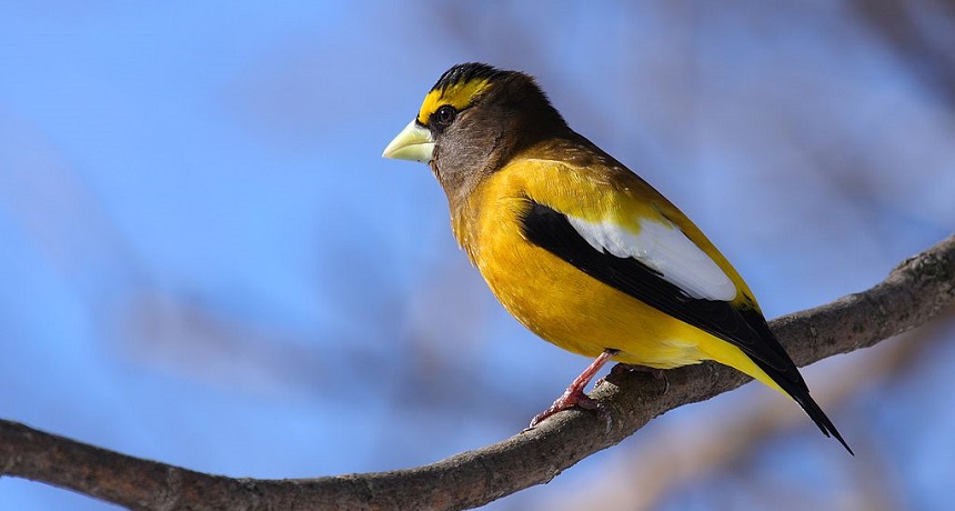 evening grosbeak