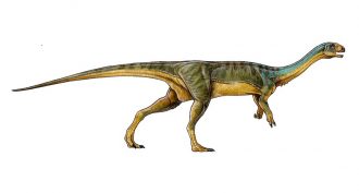 Fossils found in Chile reveal a new dinosaur species with a mishmash of features — alittle T. rex mixed with a bit of Brontosaurus.