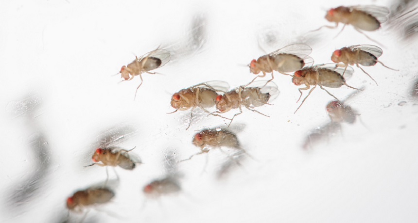Fruit flies, shown here, are used in many sleep experiments. New data show sleep can restore memory in even the most forgetful fruit flies.