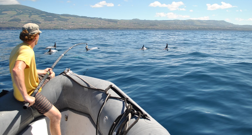 Risso's dolphins