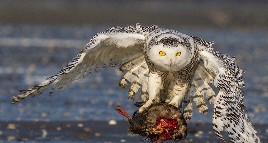 snowy owl