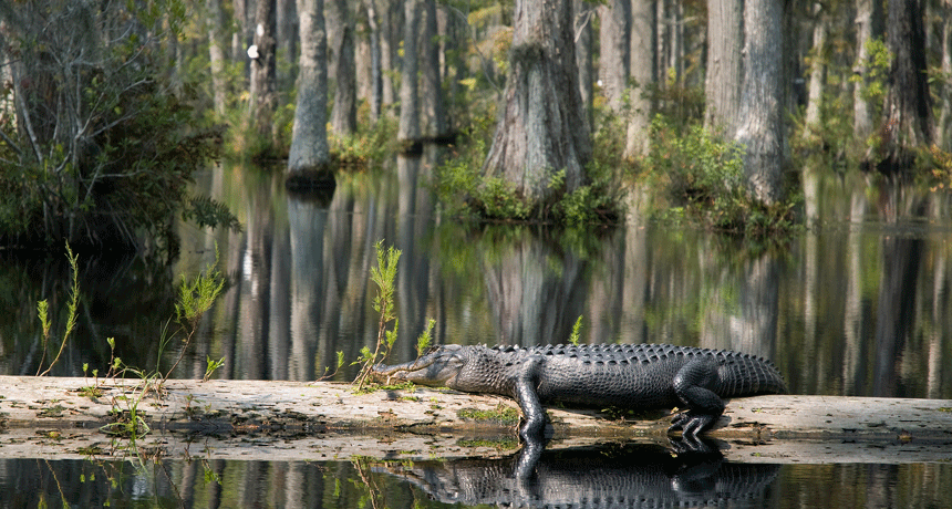 860-Wetland-gator.gif