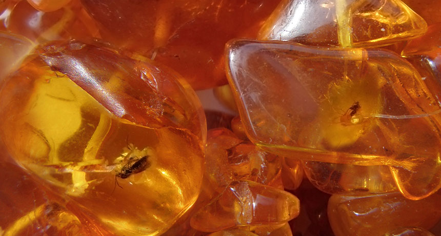 Identifying ancient trees from their amber