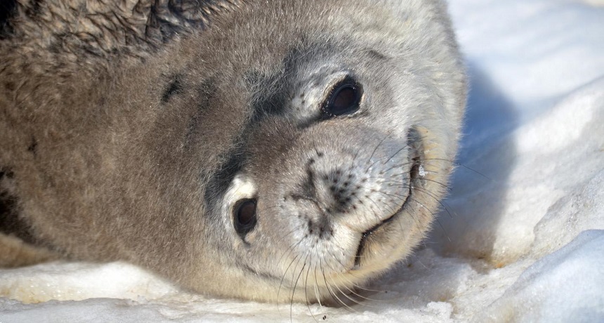 Antarctic seals