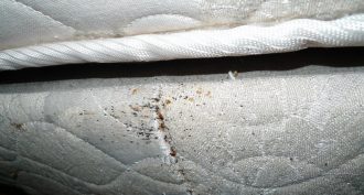 	Bed bugs: Ignore at your own peril. Here are four reasons why.