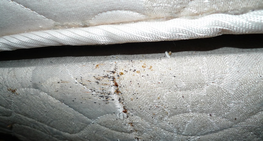 Bed Bugs On Mattress Signs