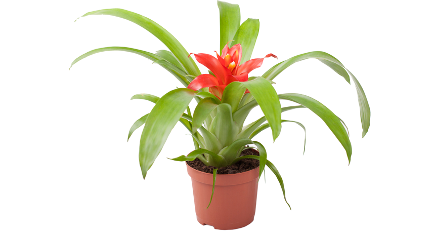 bromeliad