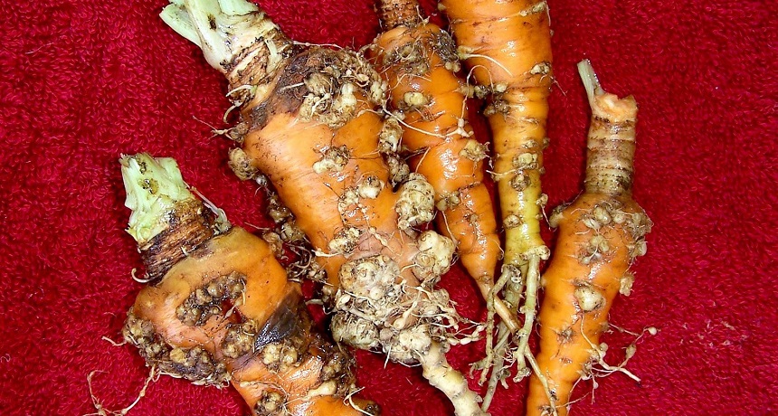 carrot gall
