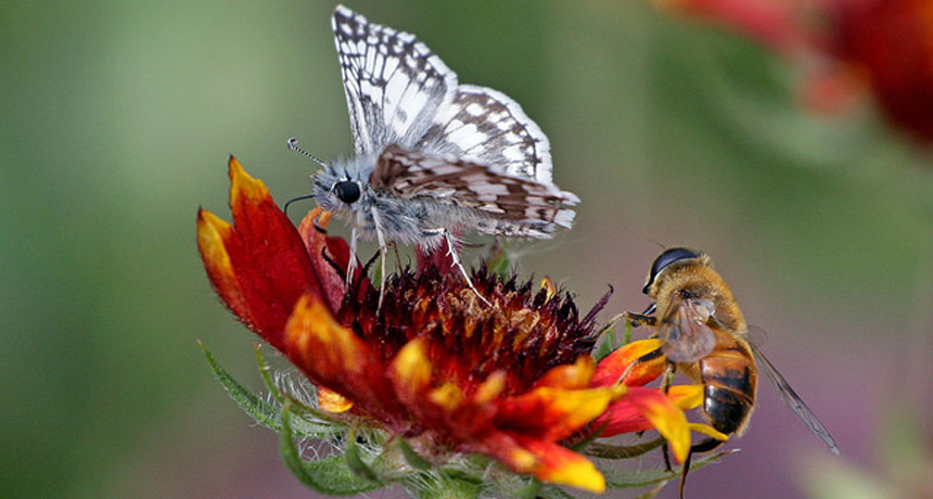 pollinators flower