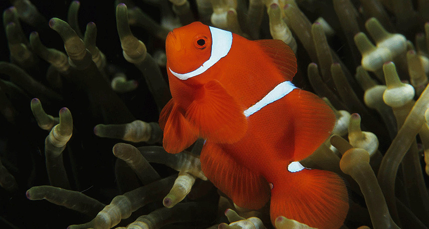 860-clownfish.gif